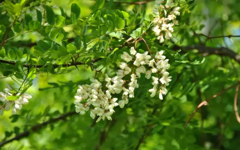 Vackra klasar med akacia blomma hänger från en gren, omgivna av gröna blad och solljus.