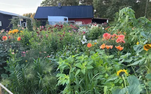 En lummig trädgård med en mängd blommor, inklusive dahlia hybrid i olika färger, solrosor och liljor. Bakom syns röda och svarta hus.