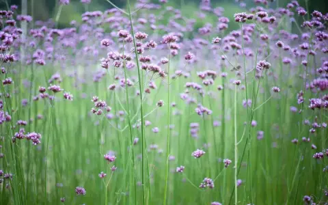 Fält av lila verbena perenn blommor mot en suddig grön bakgrund.