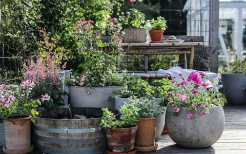 En härlig samling sommarblommor i kruka, med rosa och lila blommor som lyser upp uteplatsen.