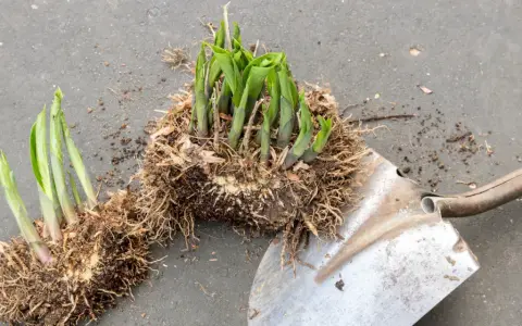 Hosta-plantor med rötter och en spade, redo att dela perenner för att ge nytt liv åt trädgården.