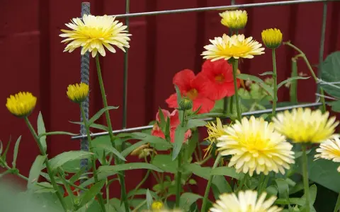 Gula blommor med röda blommor i bakgrunden. En fin påminnelse om att odla krasse hemma för att få in lite färg i vardagen.