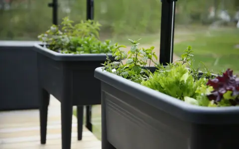 Färska örter och sallad växer i upphöjda krukor, redo att skördas. En kruka med mynta syns tydligt.