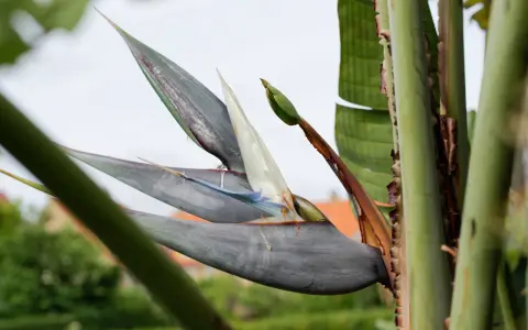 En Strelitzia Nicolai, även kallad paradisfågelblomma, med sina grågröna blad och vita blommor, reser sig mot en ljus himmel.