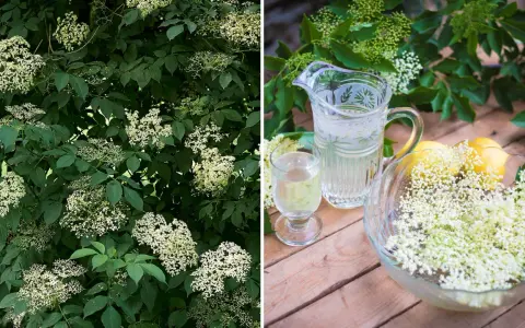 Fläderblommor redo att plockas för att beskära fläder och göra saft. En karaff med dryck och citroner står redo.