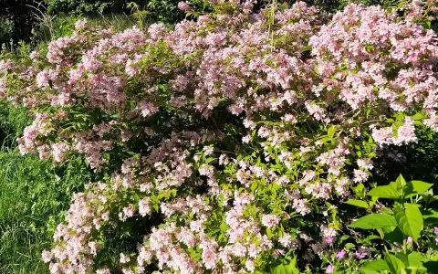 En frodig paradisbuske med rosa blommor, som visar hur snabbt växer paradisbuske. Grönskande bladverk och solljus.