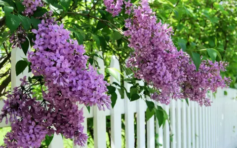 Lila syrenblommor hänger över ett vitt staket. Det är dags att beskära syrenen för att ge plats åt nya blommor.