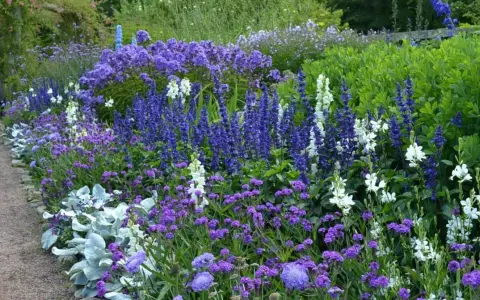 En lummig rabatt med en rik blandning av blå blommor, perenner som salvia och lavendel, kantad av en grusgång.