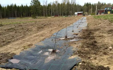 Nyplanterad aronia buske rad på markduk i ett fält. Traktor och byggnader syns i bakgrunden.