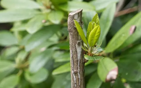 Ny tillväxt spirar från en klippt rhododendronstam, omgiven av gröna blad.