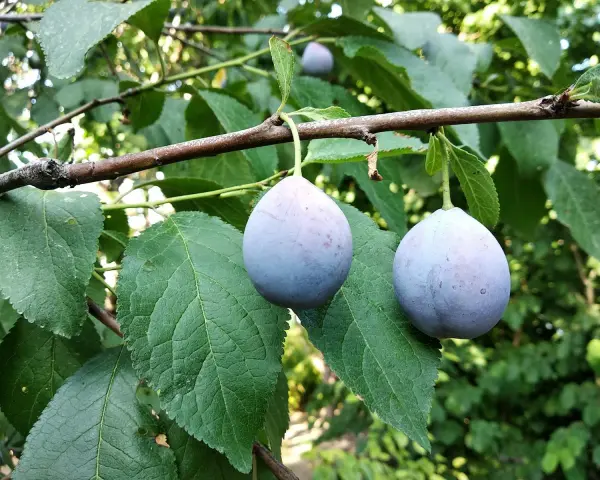 Två lila plommon hänger på en gren. Det är dags att beskära plommonträd för att ge plats åt nya frukter.