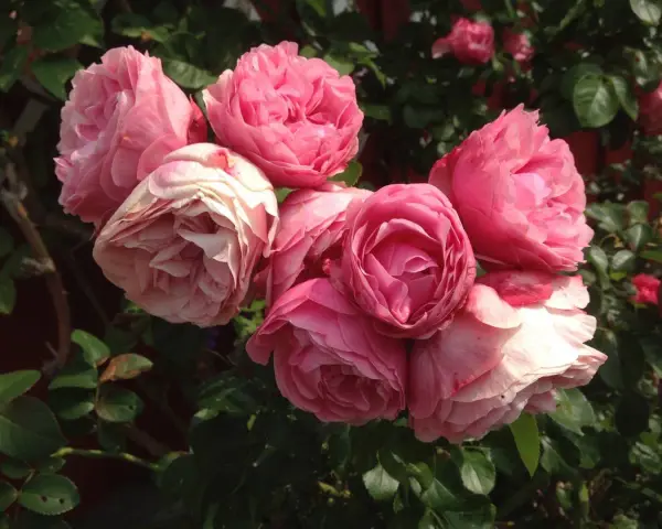 En bukett av rosa rosor, som Constance Spry, blommar i solljus.