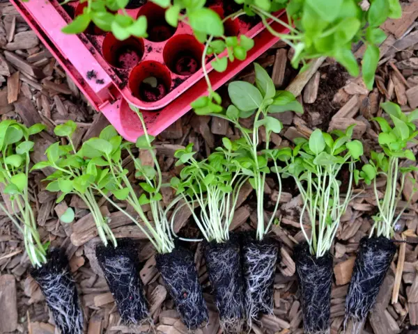 Små plantor av persilja i kruka, redo att planteras ut. De har fina rötter och gröna blad.