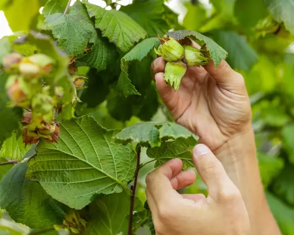 Händer plockar omogna nötter från en rödbladig hasselbuske. Gröna blad och nötter i fokus.