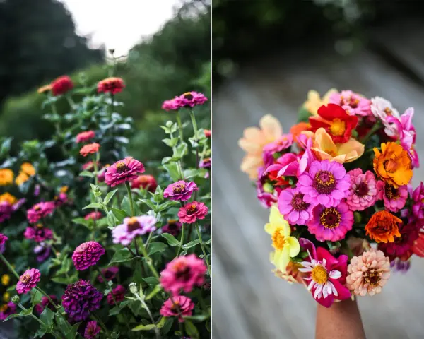 En bukett med färgglada zinnia elegans blommor, med rosa, orange, gula och röda nyanser. Till vänster syns en rabatt med fler zinnia.