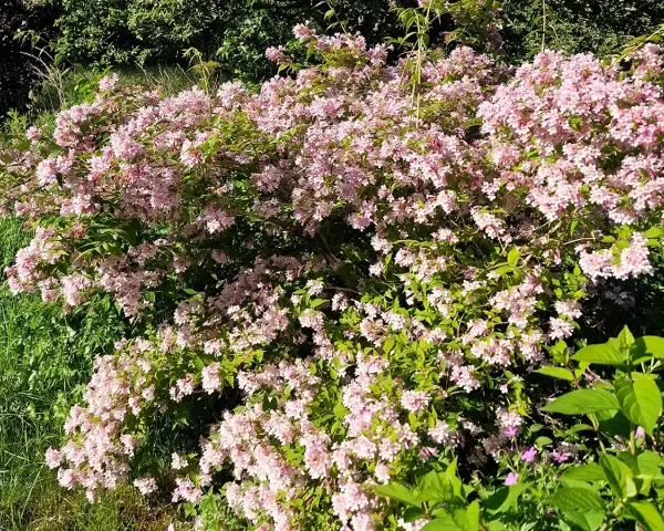 En frodig paradisbuske blommar med tusentals små, ljusrosa blommor. En riktig dröm i trädgården.