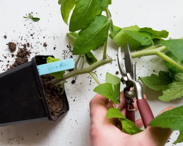 En hand beskär en liten tomatplanta med sekatör. Jord ligger utspridd runt krukan.