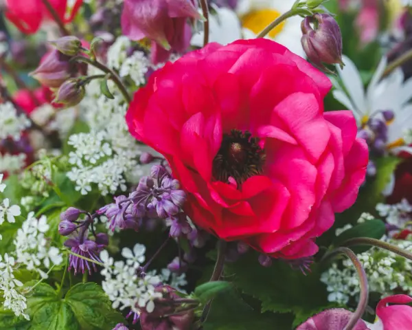 En stor, ceriserosa ranunkel i kruka omgiven av små vita blommor och lila blomknoppar.