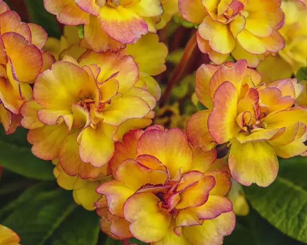 En grupp gula blommor med rosa kanter, som en pussmun blomma, i full blom.