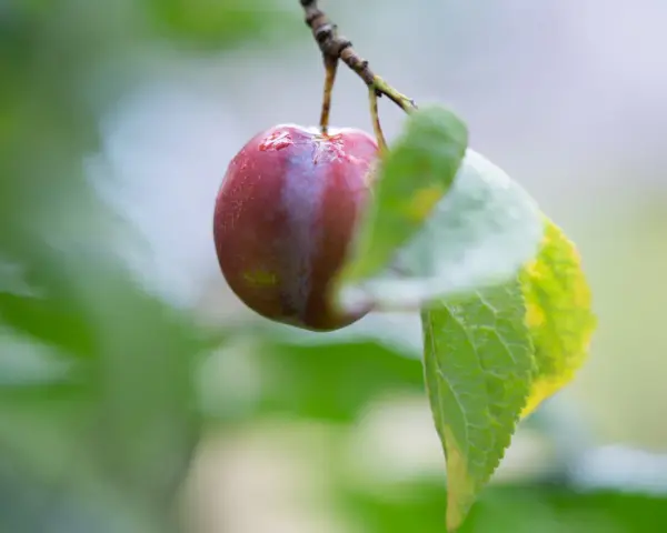 En ensam, mörkröd plommon hänger på en gren, kanske en av de gamla plommonsorter som ger en smak av svunna tider.