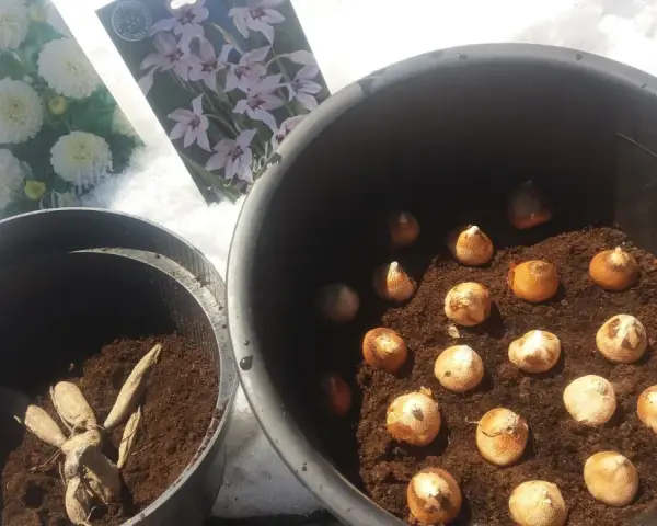 Dahlior och gladioluslökar redo för plantering. Snön ligger kvar, men våren är på väg och snart blir det doftlilja plantera.
