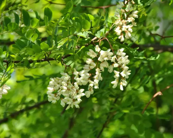 Vackra klasar med akacia blomma hänger från en gren, omgivna av gröna blad och solljus.