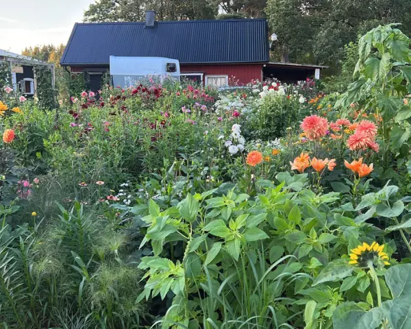 En lummig trädgård med en mängd blommor, inklusive dahlia hybrid i olika färger, solrosor och liljor. Bakom syns röda och svarta hus.