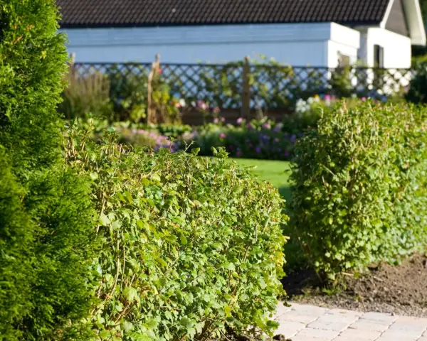 En välskött avenbok plantering ramar in en solig trädgård med ett vitt hus i bakgrunden.