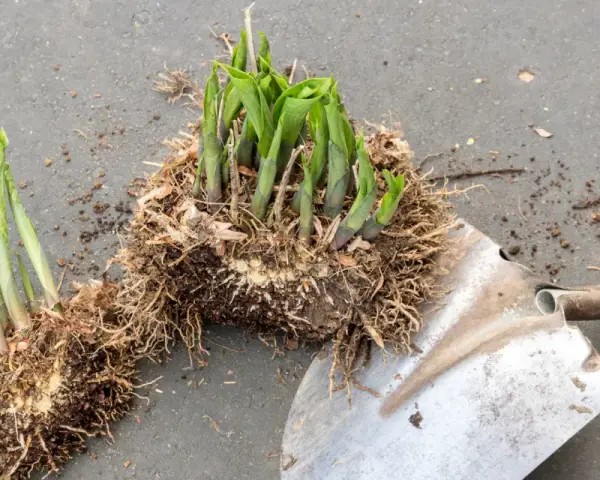 Hosta-plantor med rötter och en spade, redo att dela perenner för att ge nytt liv åt trädgården.