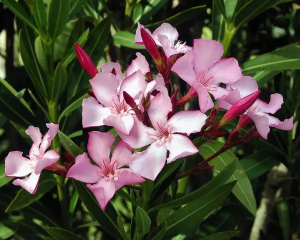 En klase ljusrosa nerium oleander-blommor med mörkgröna blad. Några knoppar är fortfarande stängda.