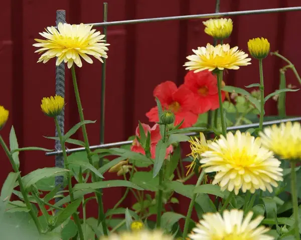 Gula blommor med röda blommor i bakgrunden. En fin påminnelse om att odla krasse hemma för att få in lite färg i vardagen.