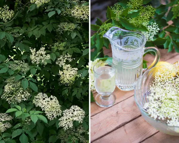 Fläderblommor redo att plockas för att beskära fläder och göra saft. En karaff med dryck och citroner står redo.