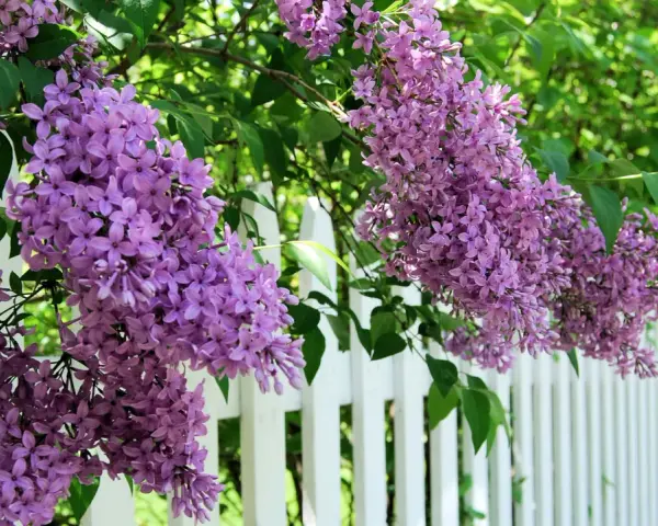 Lila syrenblommor hänger över ett vitt staket. Det är dags att beskära syrenen för att ge plats åt nya blommor.