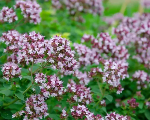 En tät matta av oregano blomma i lila och vita nyanser, med gröna blad som bakgrund.