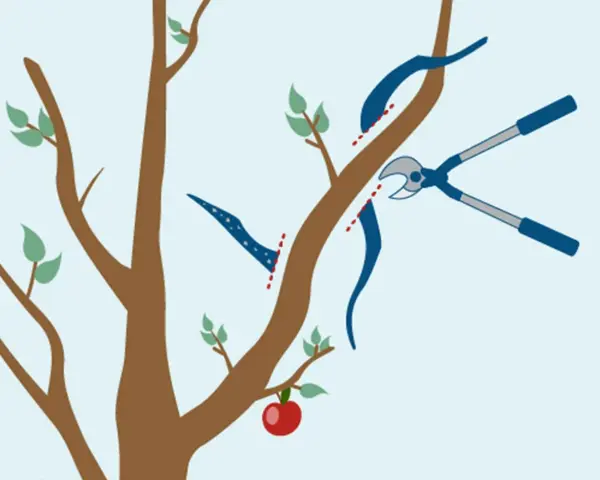 Illustration visar hur man beskär äppelträd hårt med sekatör. En gren klipps av nära stammen.