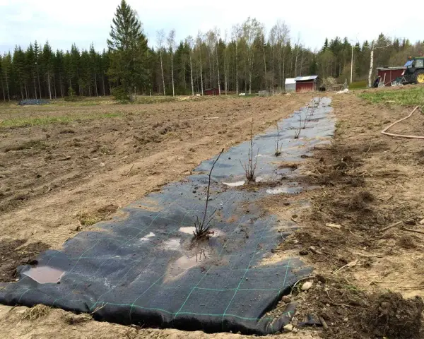 Nyplanterad aronia buske rad på markduk i ett fält. Traktor och byggnader syns i bakgrunden.