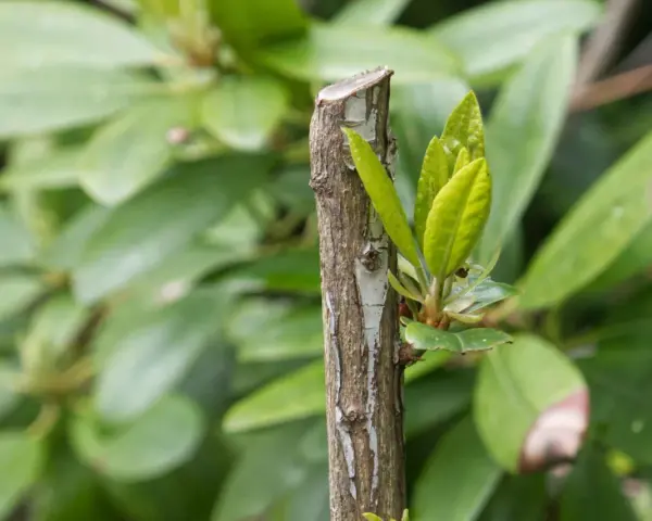 Ny tillväxt spirar från en klippt rhododendronstam, omgiven av gröna blad.