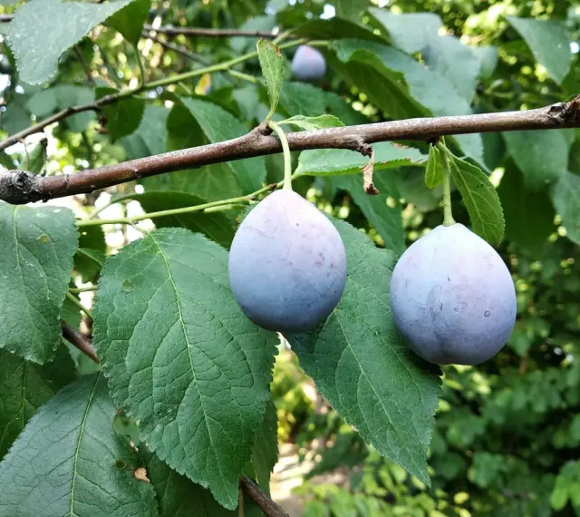 Två lila plommon hänger på en gren. Det är dags att beskära plommonträd för att ge plats åt nya frukter.