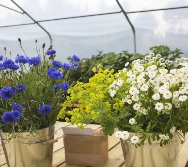 Blåklint, gul alchemilla och vita prästkragar i hinkar, redo att bli direktså sommarblommor.