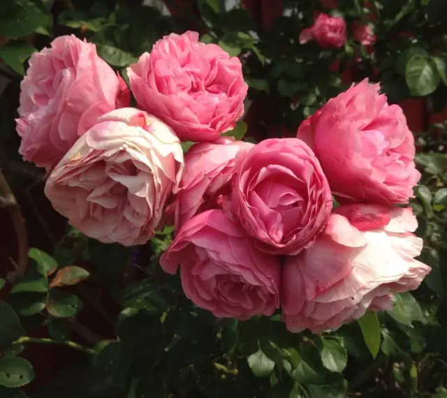 En bukett av rosa rosor, som Constance Spry, blommar i solljus.