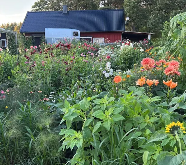 En lummig trädgård med en mängd blommor, inklusive dahlia hybrid i olika färger, solrosor och liljor. Bakom syns röda och svarta hus.
