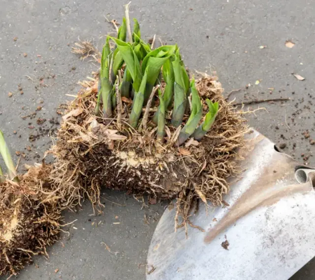 Hosta-plantor med rötter och en spade, redo att dela perenner för att ge nytt liv åt trädgården.