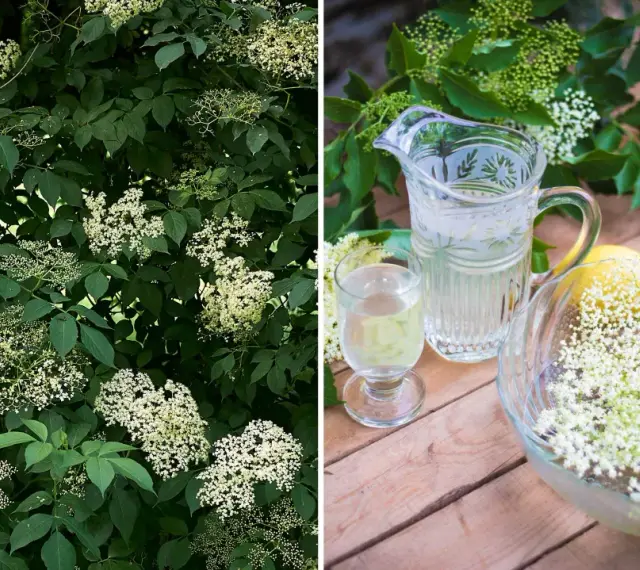 Fläderblommor redo att plockas för att beskära fläder och göra saft. En karaff med dryck och citroner står redo.