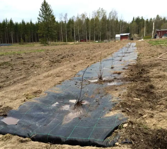 Nyplanterad aronia buske rad på markduk i ett fält. Traktor och byggnader syns i bakgrunden.