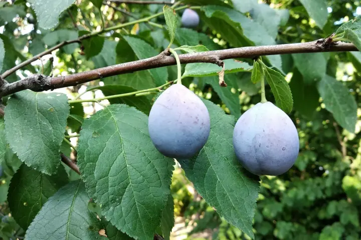 Två lila plommon hänger på en gren. Det är dags att beskära plommonträd för att ge plats åt nya frukter.