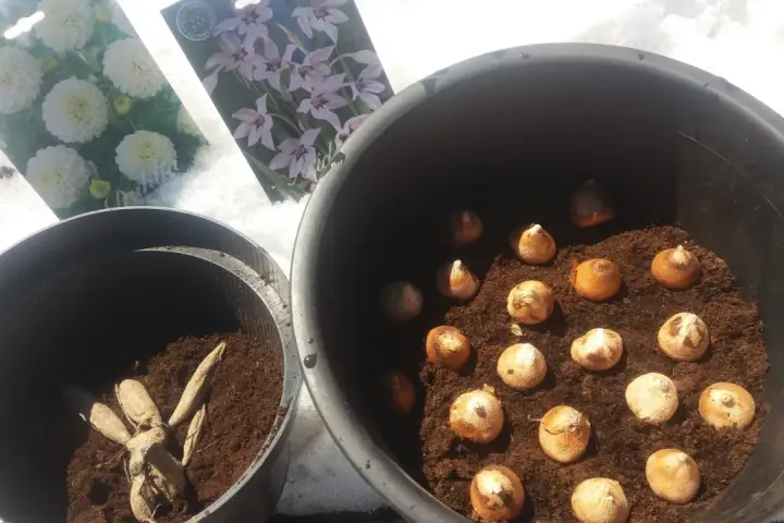 Dahlior och gladioluslökar redo för plantering. Snön ligger kvar, men våren är på väg och snart blir det doftlilja plantera.