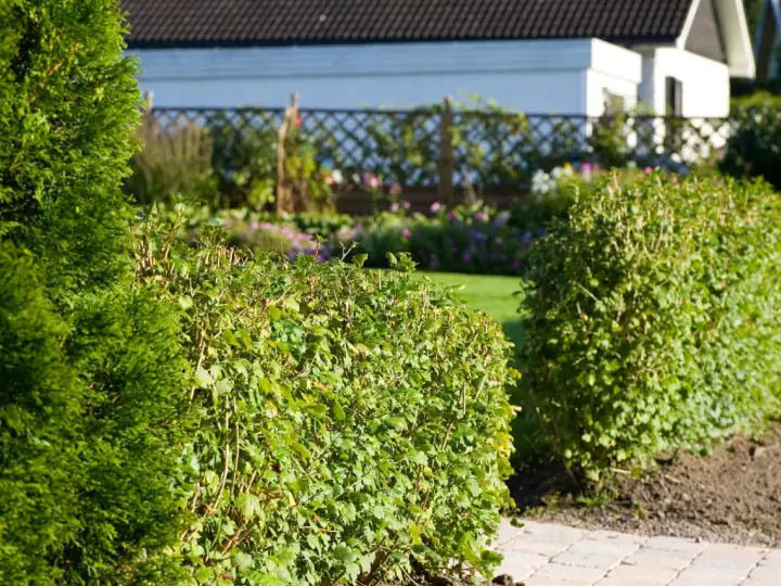 En välskött avenbok plantering ramar in en solig trädgård med ett vitt hus i bakgrunden.