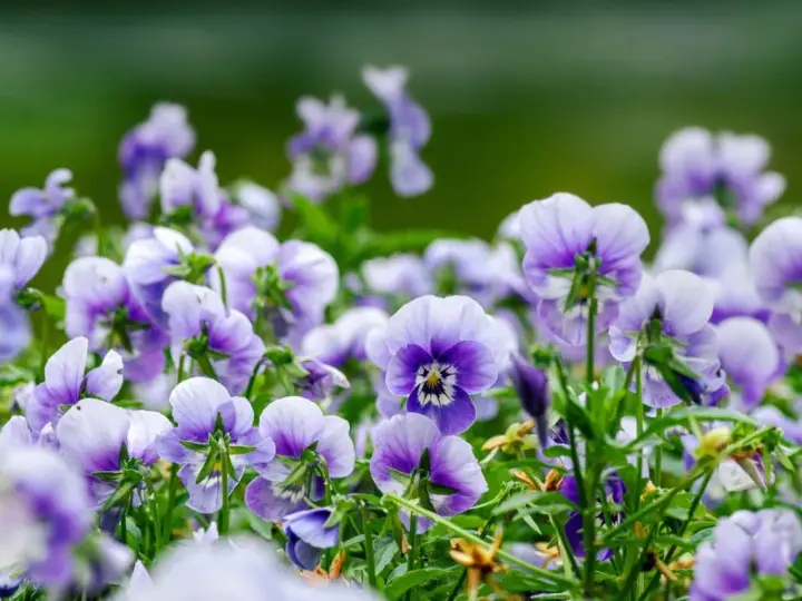 En äng full av lila och vita viola wittrockiana blommor, med en mjukt grön bakgrund.