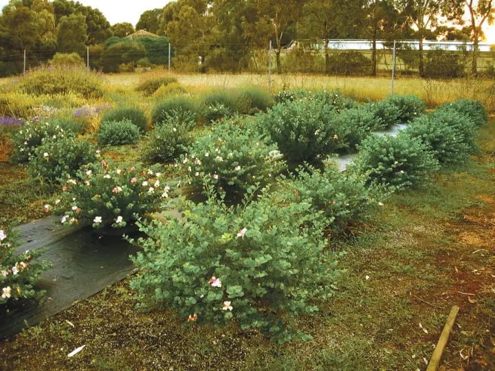 Fält med buskar som odlas för att odla kapris. Blommorna är vita och rosa.