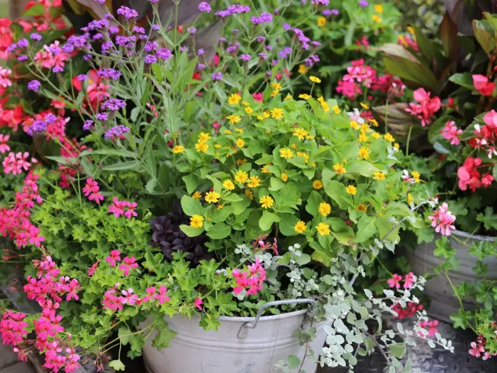 En blomsterprakt med lila verbena sorter, rosa pelargoner och gula blommor i en zinkhink.